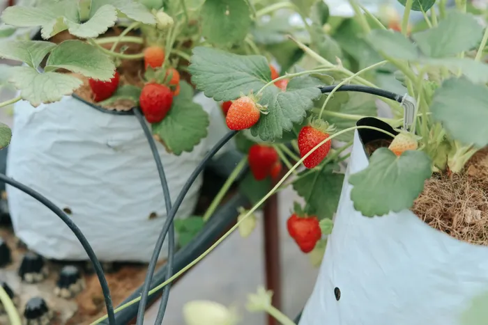 How to Fertilize Edible Container Plants Without Overdoing It
