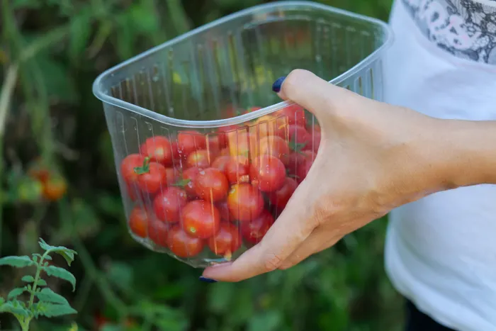 Pruning, Pinching, and Supporting Balcony Crops