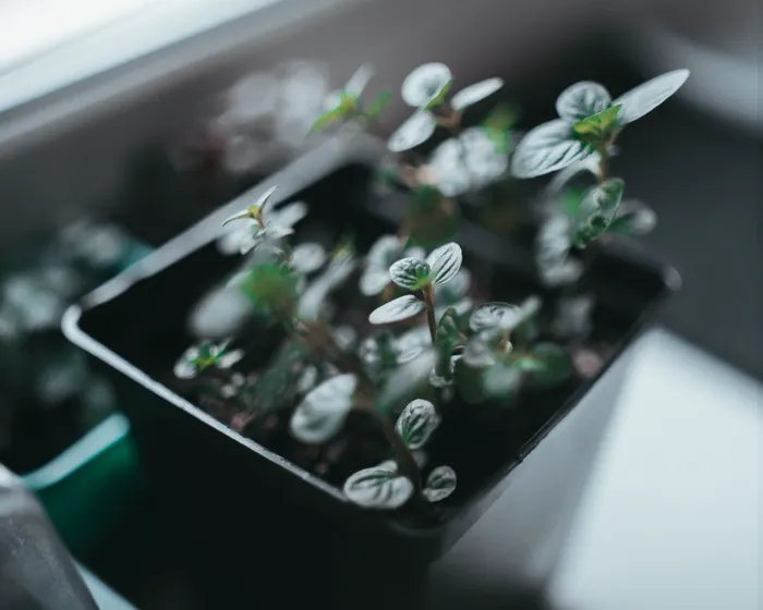 Root Vegetables You Can Realistically Grow in Containers